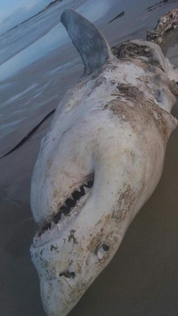 Происходит что-то странное: Большим белым акулам у побережья ЮАР приходится несладко