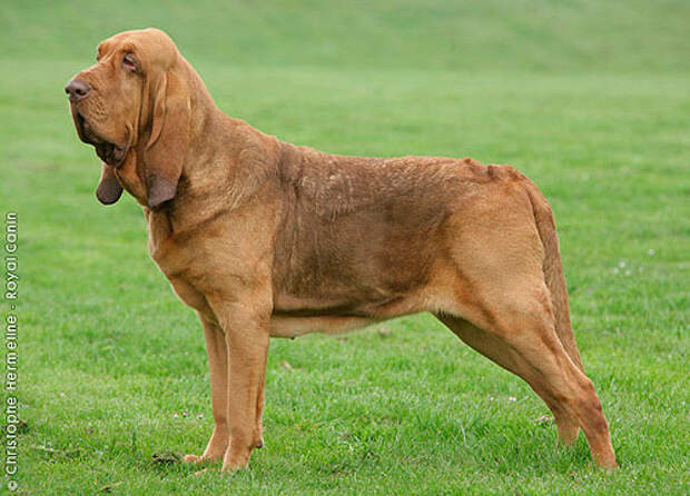 Bloodhound