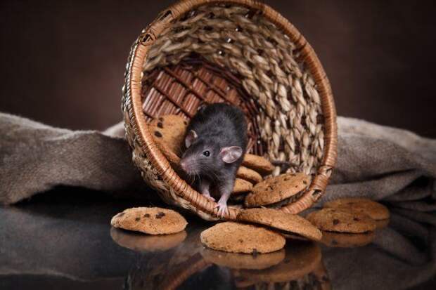 Мышь среди печенья
