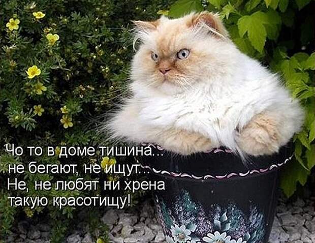 1411716336_kotomatricy-23