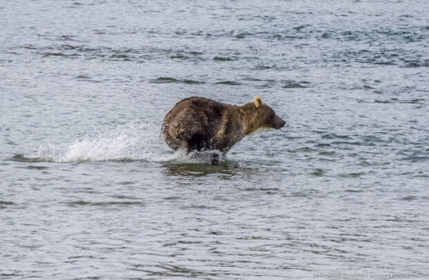 Репортаж от натуралиста Валерия Гикавого: "Как я медведей в дикой природе фотографировал"
