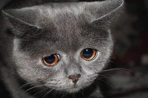 Самые очаровательные печальные коты, грустные коты, жалостные коты