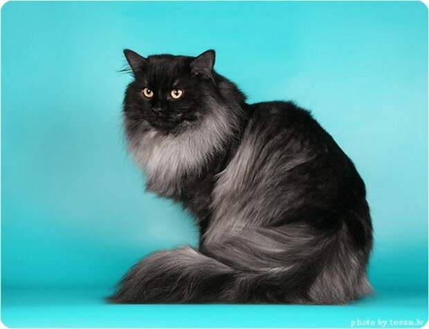 Сибирская кошка, фото сибирской кошки
