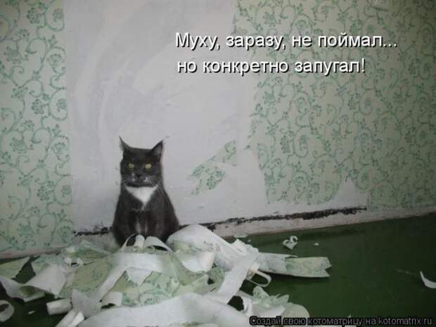 Лучшие котоматрицы недели (50 фото)