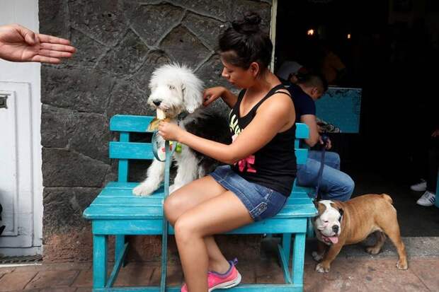 В Мехико открылось кафе-мороженое для собак