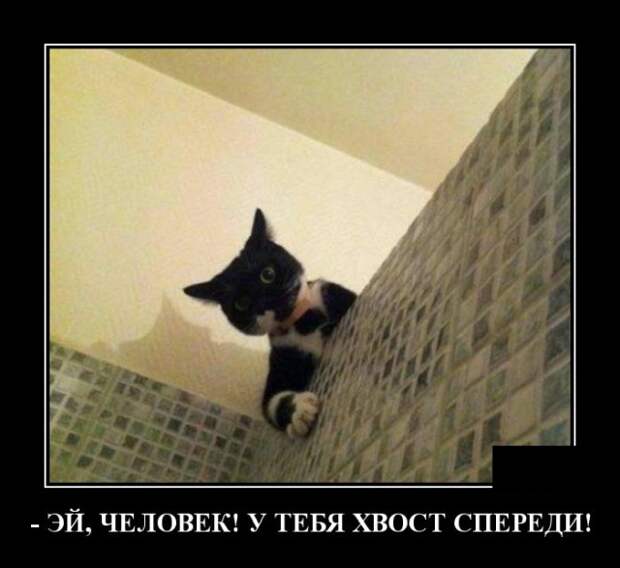 Демотиваторы (20 фото)