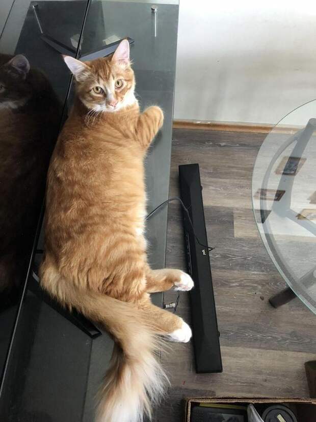 смешные животные, животные придурки, животные засранцы, смешные фото животных