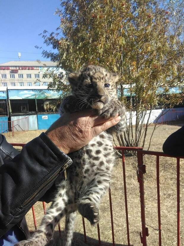 Вот так выглядит будущая Принцесса цирка. Фото: пресс-службы зоопарка. 