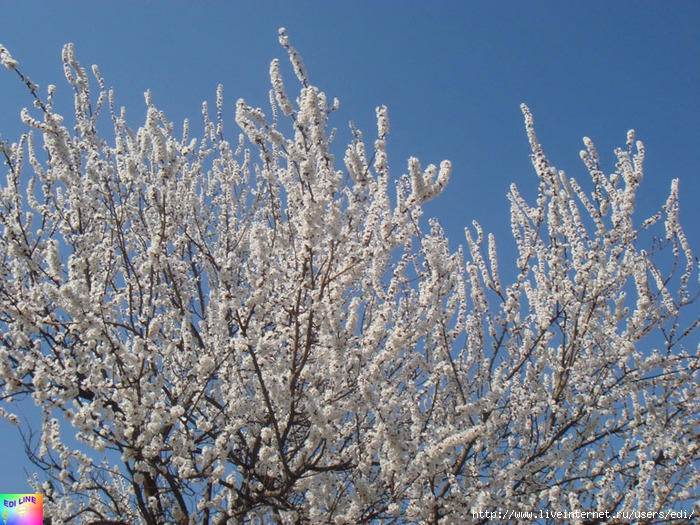 DSC00572 (700x525, 394Kb)