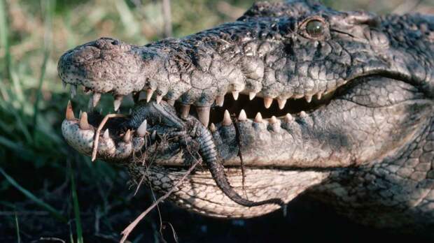 Нильский крокодил несет маленьких крокодильчиков в пасти