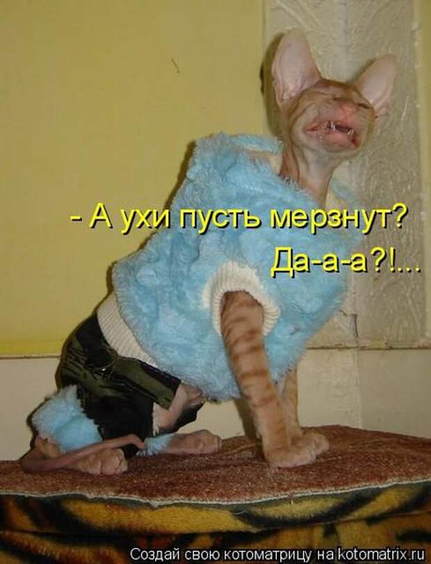 Лучшие котоматрицы недели (50 фото)