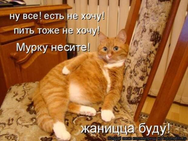 Лучшие котоматрицы за неделю