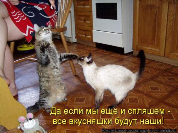 Лучшие котоматрицы недели (50 фото)