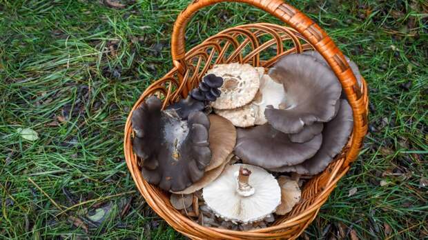 Строчки, сморчки и не только: какие грибы можно собрать в лесах Подмосковья весной