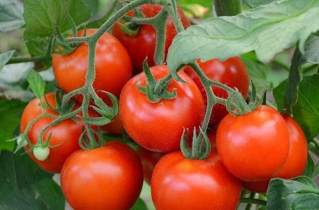 Самые лучшие сорта томатов для теплицы и открытого грунта: обзор, характеристики, фото, отзывы