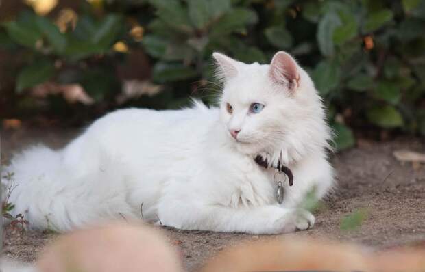 Турецкая кошка разными глазами