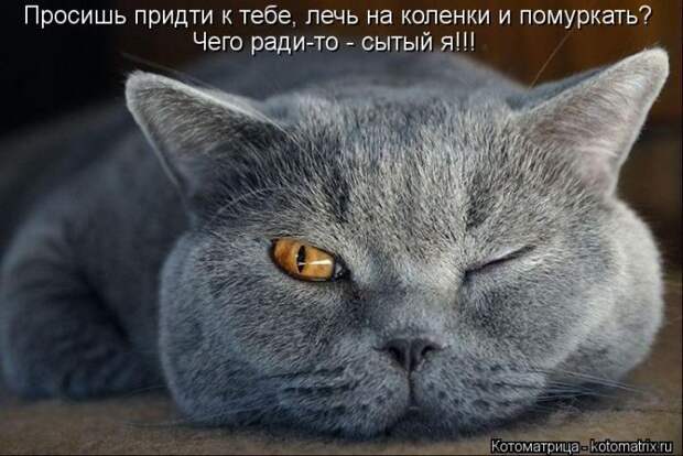 Лучшие котоматрицы недели Лучшие котоматрицы недели