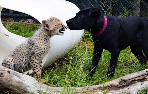 Про дружбу кошек с собаками kissing Про дружбу кошек с собаками