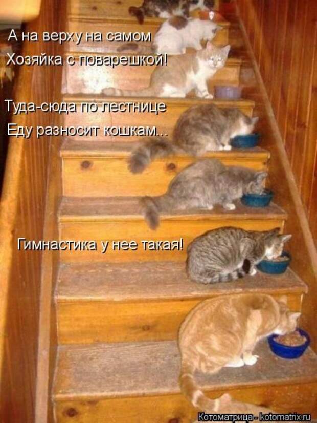 Лучшие котоматрицы недели (50 фото)
