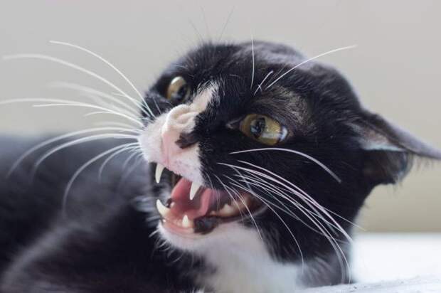 12 животных, чьи укусы могут иметь серьезные последствия для нашего здоровья