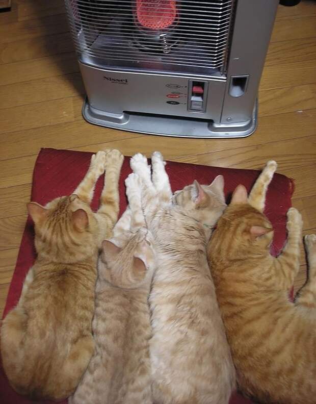 Кошки, которые ждут тепла больше, чем кто-либо животные, кошки, позитив