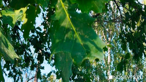 НА ММК за год снизили вредные выбросы на 7,6 процента