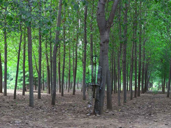 liubolin_inthewoods