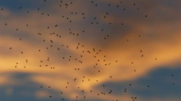 Крым атакуют рои комаров