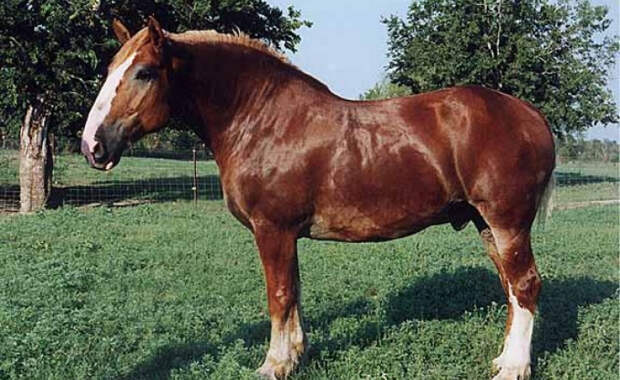 10 самых дорогих в мире лошадей 10 самых дорогих в мире лошадей