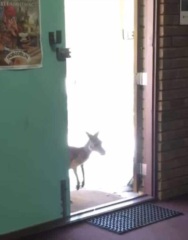 кенгуру у дверей