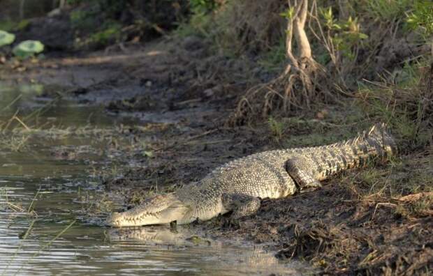 Самые большие крокодилы в мире: разновидности и их описание