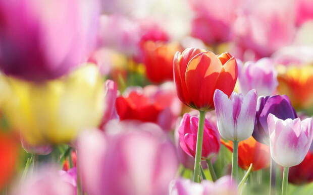 бутоны, Тюльпаны, весна, цветы