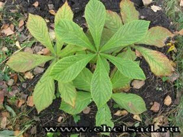 ФОТО Роджерсия 