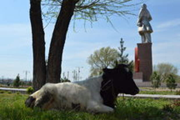 Relocated Lenin from the back, with cow for scale.