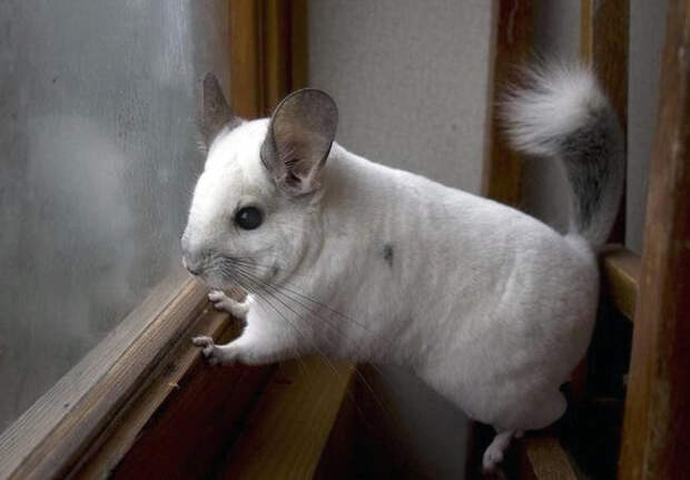 милота от природы