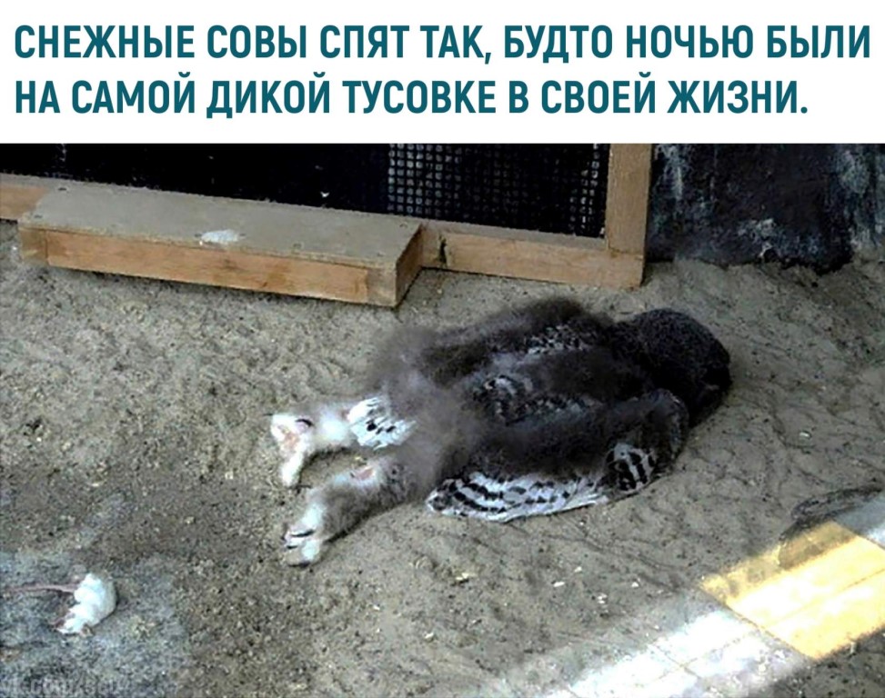 Оказывается, совы спят на животе. И это очень угарно