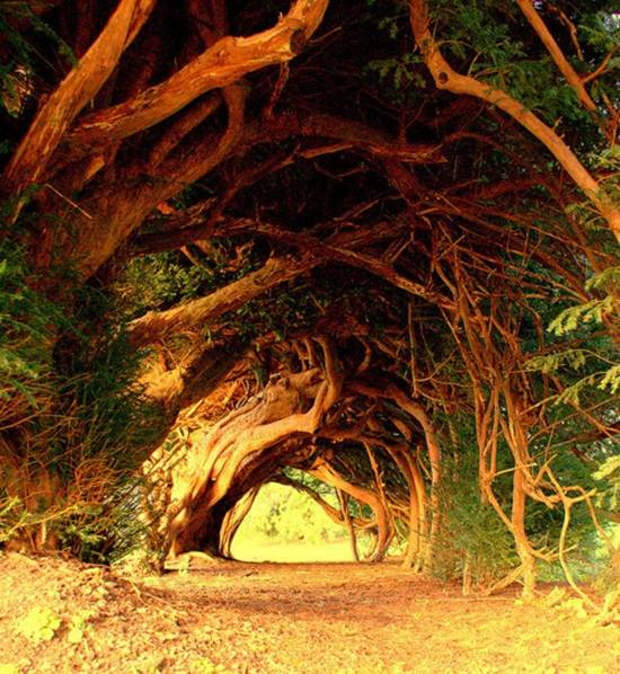 055 10 самых красивых тоннелей из деревьев в мире