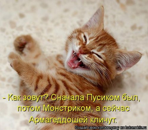 Смешные котоматрицы за неделю (35 шт)