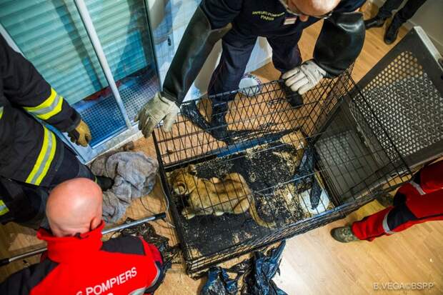 В парижской квартире нашли брошенного голодного львенка в мире, добро, животные, львенок, люди, спасение