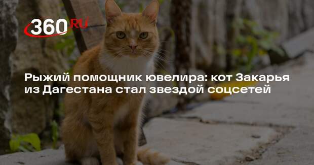 Ювелир из Дагестана Дауд Куртаев приютил кота, ставшего звездой соцсетей