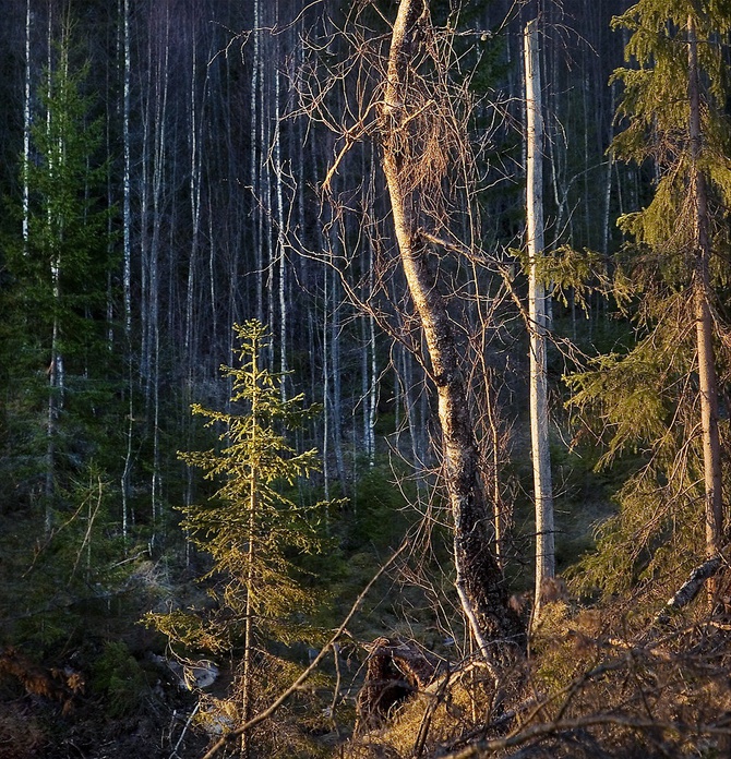 Красота природы от Фредрика Одмана Fredrik Odman