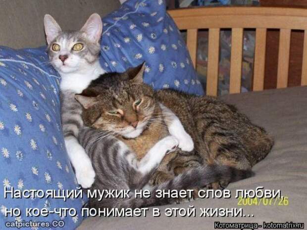 Лучшие котоматрицы недели (50 фото)