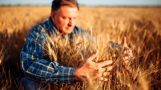 Пшеница дорожает. Зерно – ещё одна "нефть" России