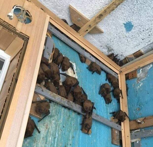 Я раньше никогда не видел столько летучих мышей Я раньше никогда не видел столько летучих мышей