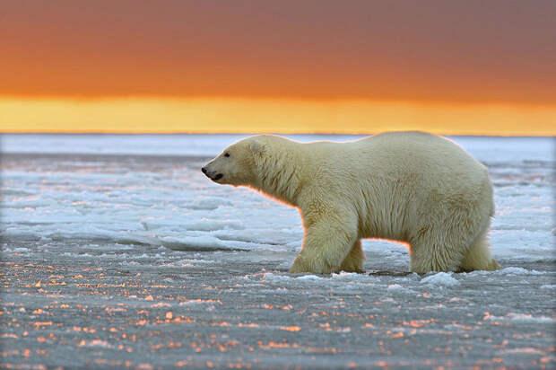 Белые медведи и великолепный закат на Аляске bearsnsunset02 Белые медведи и великолепный закат на Аляске