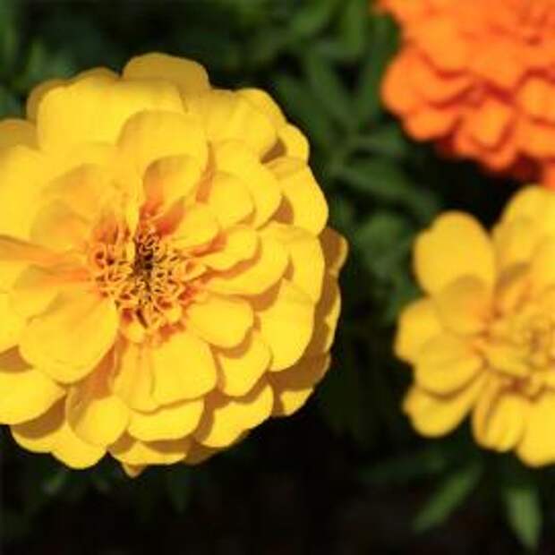 Бархатцы, или тагетес (tagetes)