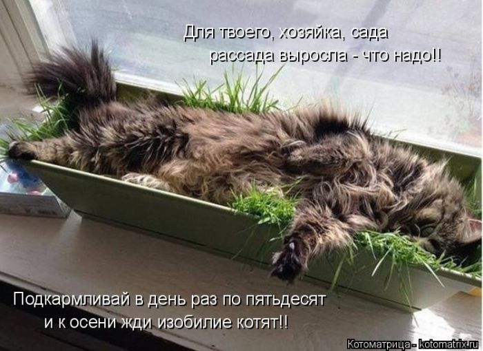 Лучшие котоматрицы недели (50 фото)