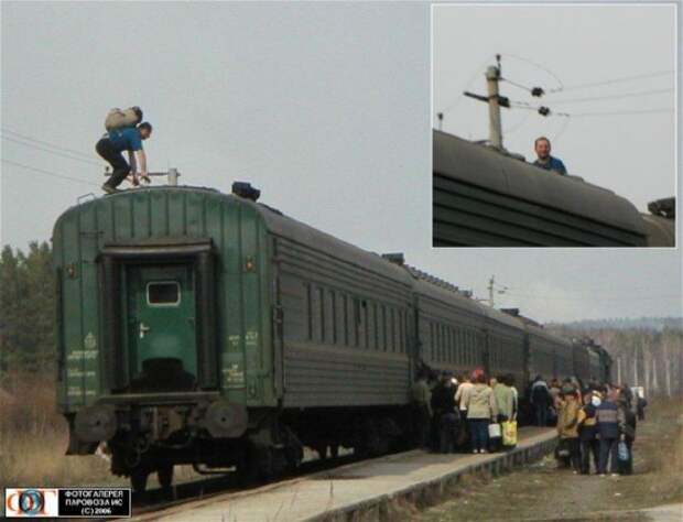 Зайцы