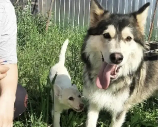 Породистую собаку привязали к кусту с запиской и двумя щенками