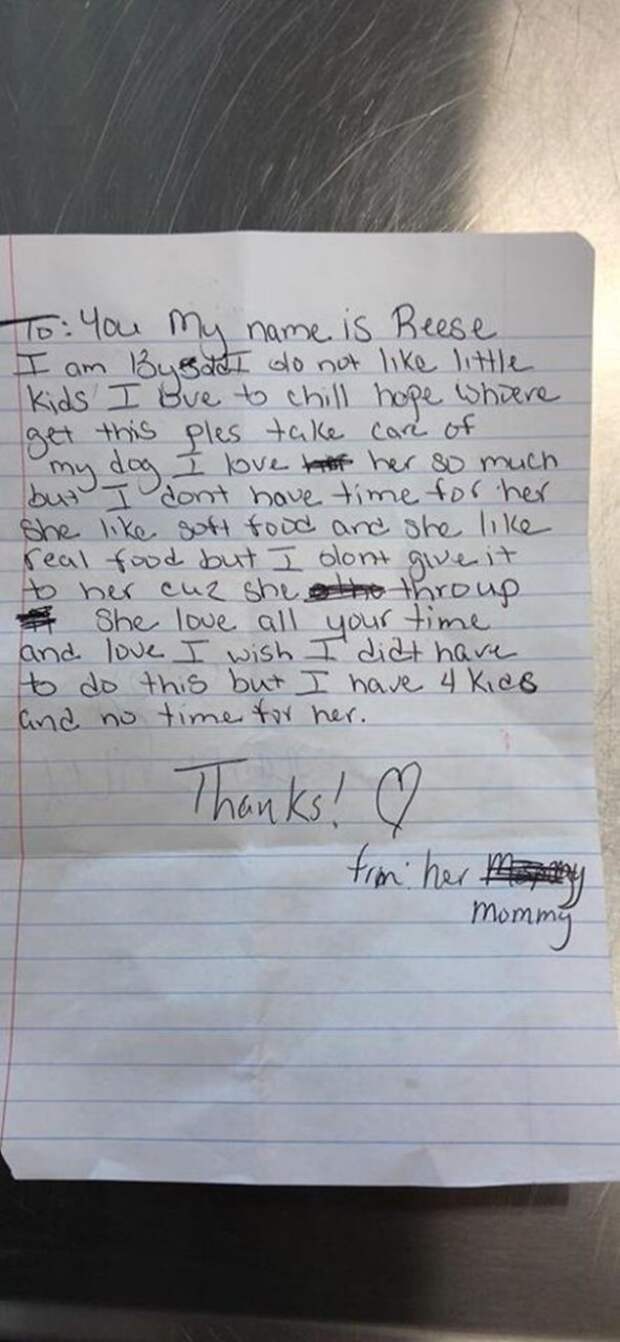 13-year-old-dog-dumped-on-lawn-with-a-sad-note-seeks-help-5afe46599d9f3__605